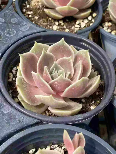 Echeveria Glazed Moon (琉璃月) succulent — wholesale bare-root export from Yunnan, China (4 of 5)