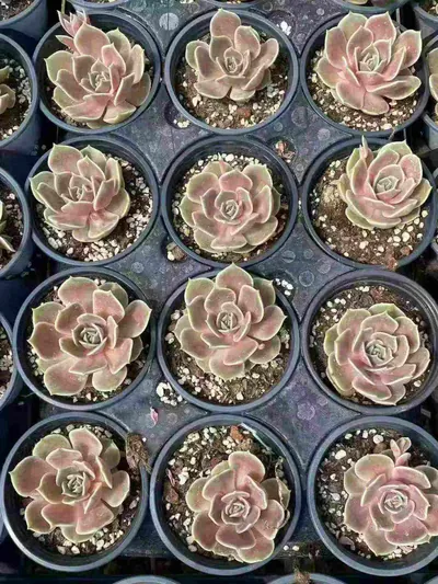 Echeveria Glazed Moon (琉璃月) succulent — wholesale bare-root export from Yunnan, China (3 of 5)