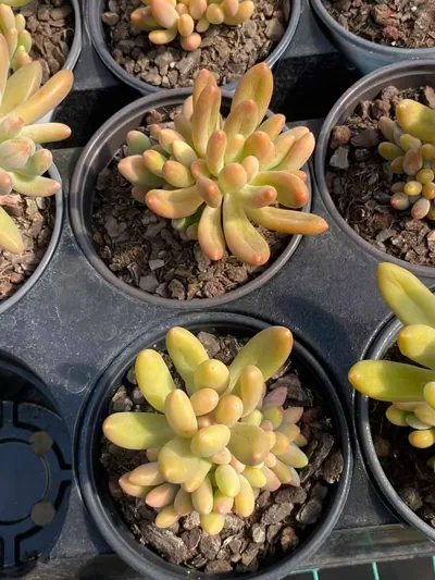 xPachyveria Glowing Beauty (琉光美人) succulent — wholesale bare-root export from Yunnan, China (3 of 3)