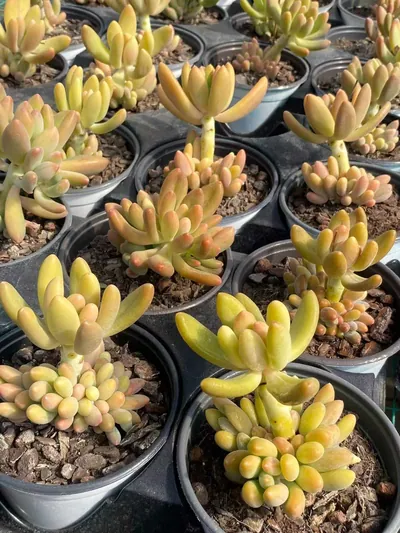xPachyveria Glowing Beauty (琉光美人) succulent — wholesale bare-root export from Yunnan, China (2 of 3)
