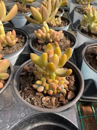 xPachyveria Glowing Beauty succulent — wholesale export from Yunnan, China