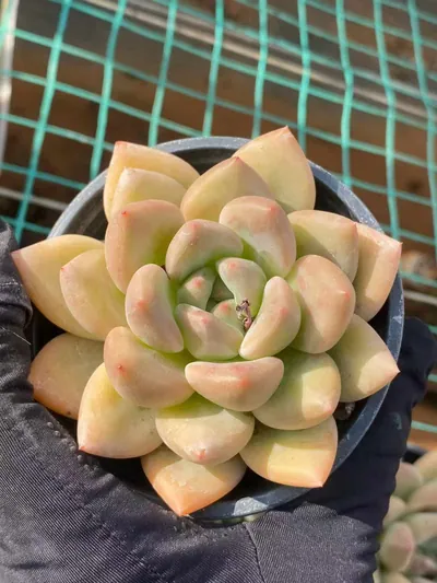 Echeveria Golden Chartreuse succulent — wholesale export from Yunnan, China
