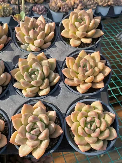 Echeveria Golden Chartreuse (黄金鹅黄) succulent — wholesale bare-root export from Yunnan, China (3 of 3)