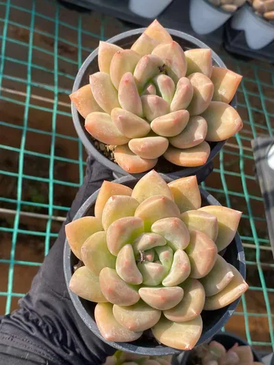 Echeveria Golden Chartreuse (黄金鹅黄) succulent — wholesale bare-root export from Yunnan, China (2 of 3)