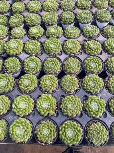 Echeveria Golden Fruit (黄金果) succulent — wholesale bare-root export from Yunnan, China (4 of 5)