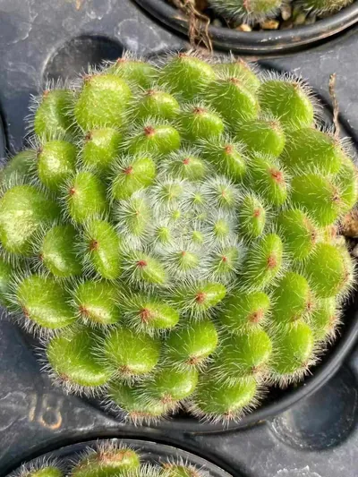 Echeveria Golden Fruit (黄金果) succulent — wholesale bare-root export from Yunnan, China (3 of 5)