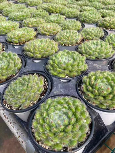 Echeveria Golden Fruit (黄金果) succulent — wholesale bare-root export from Yunnan, China (5 of 5)