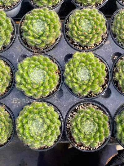 Echeveria Golden Fruit (黄金果) succulent — wholesale bare-root export from Yunnan, China (2 of 5)
