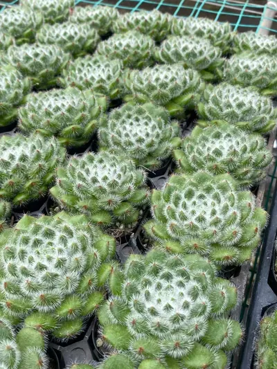 Echeveria Golden Fruit Single (黄金果单头) succulent — wholesale bare-root export from Yunnan, China (2 of 3)
