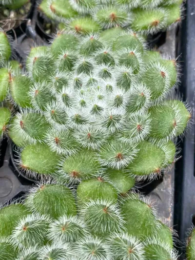 Echeveria Golden Fruit Single succulent — wholesale export from Yunnan, China
