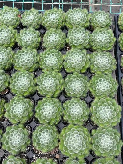 Echeveria Golden Fruit Single (黄金果单头) succulent — wholesale bare-root export from Yunnan, China (3 of 3)