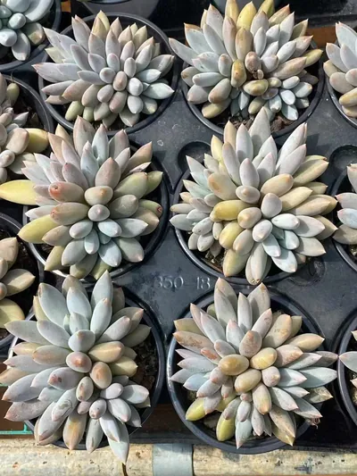 Echeveria Gothic Cluster (哥特群) succulent — wholesale bare-root export from Yunnan, China (3 of 5)