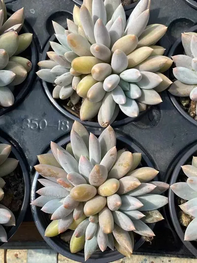 Echeveria Gothic Cluster (哥特群) succulent — wholesale bare-root export from Yunnan, China (4 of 5)