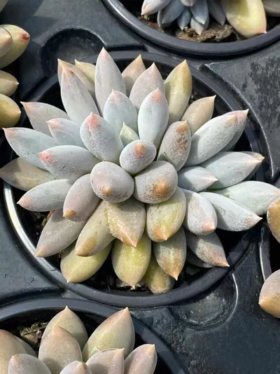 Echeveria Gothic Cluster succulent — wholesale export from Yunnan, China