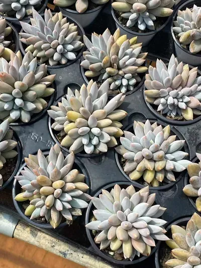 Echeveria Gothic Cluster (哥特群) succulent — wholesale bare-root export from Yunnan, China (5 of 5)