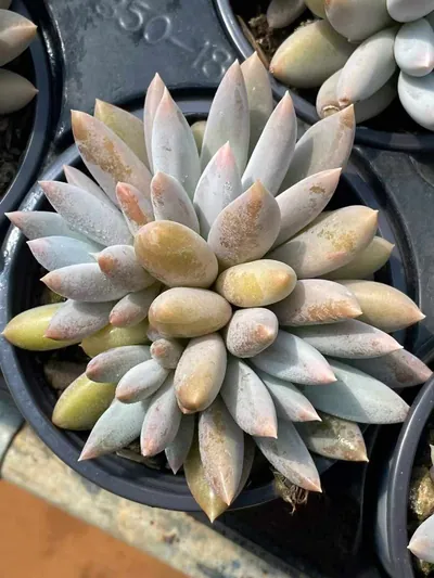 Echeveria Gothic Cluster (哥特群) succulent — wholesale bare-root export from Yunnan, China (2 of 5)
