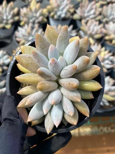 Echeveria Gothic Twin-head (哥特双头) succulent — wholesale bare-root export from Yunnan, China (2 of 5)