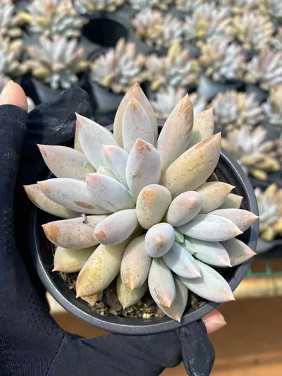 Echeveria Gothic Twin-head succulent — wholesale export from Yunnan, China