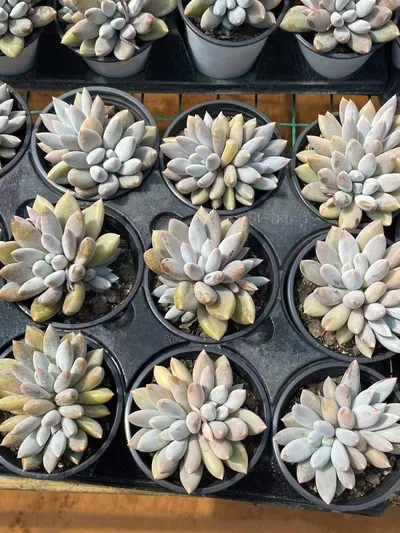 Echeveria Gothic Twin-head (哥特双头) succulent — wholesale bare-root export from Yunnan, China (4 of 5)