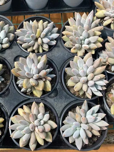 Echeveria Gothic Twin-head (哥特双头) succulent — wholesale bare-root export from Yunnan, China (3 of 5)