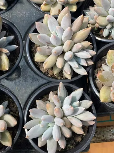 Echeveria Gothic Twin-head (哥特双头) succulent — wholesale bare-root export from Yunnan, China (5 of 5)