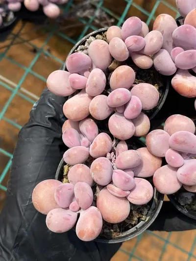Graptopetalum amethystinum Cluster (桃蛋群) succulent — wholesale bare-root export from Yunnan, China (3 of 4)