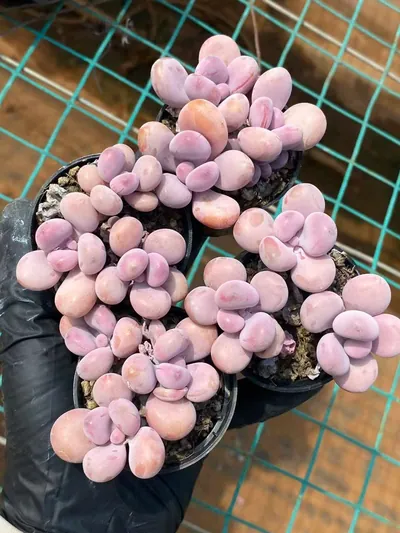 Graptopetalum amethystinum Cluster (桃蛋群) succulent — wholesale bare-root export from Yunnan, China (4 of 4)