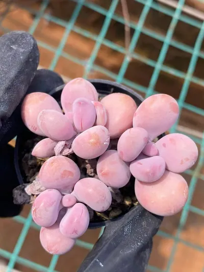 Graptopetalum amethystinum Cluster (桃蛋群) succulent — wholesale bare-root export from Yunnan, China (2 of 4)