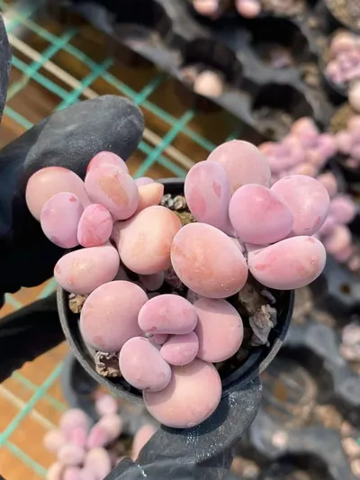Graptopetalum Graptopetalum amethystinum Cluster succulent — wholesale export from Yunnan, China