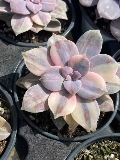 Graptopetalum superbum Streaked Variegated (华丽风车拉丝锦) succulent — wholesale bare-root export from Yunnan, China (5 of 5)