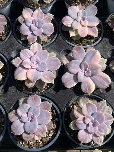 Graptopetalum superbum Streaked Variegated (华丽风车拉丝锦) succulent — wholesale bare-root export from Yunnan, China (4 of 5)