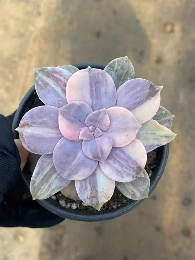 Graptopetalum Graptopetalum superbum Streaked Variegated succulent — wholesale export from Yunnan, China