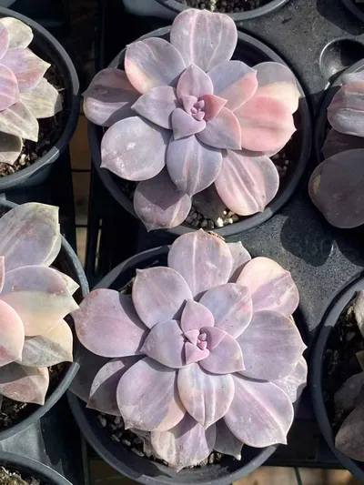 Graptopetalum superbum Streaked Variegated (华丽风车拉丝锦) succulent — wholesale bare-root export from Yunnan, China (3 of 5)