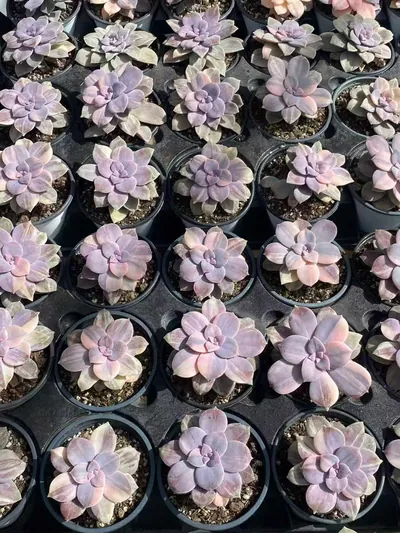 Graptopetalum superbum Streaked Variegated (华丽风车拉丝锦) succulent — wholesale bare-root export from Yunnan, China (2 of 5)