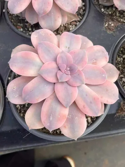Graptopetalum Graptopetalum superbum Variegated succulent — wholesale export from Yunnan, China