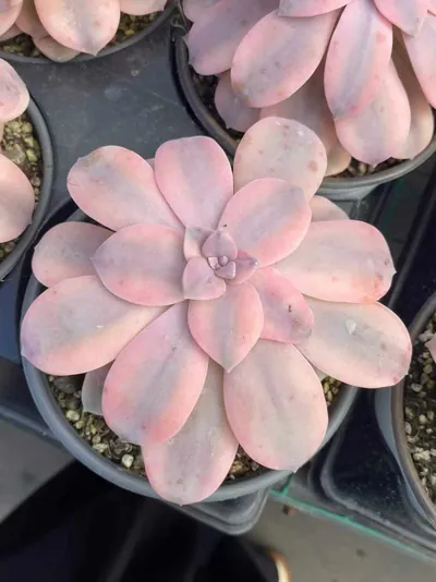 Graptopetalum superbum Variegated (华丽风车锦) succulent — wholesale bare-root export from Yunnan, China (2 of 4)