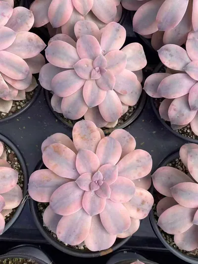 Graptopetalum superbum Variegated (华丽风车锦) succulent — wholesale bare-root export from Yunnan, China (3 of 4)
