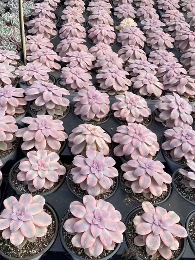 Graptopetalum superbum Variegated (华丽风车锦) succulent — wholesale bare-root export from Yunnan, China (4 of 4)