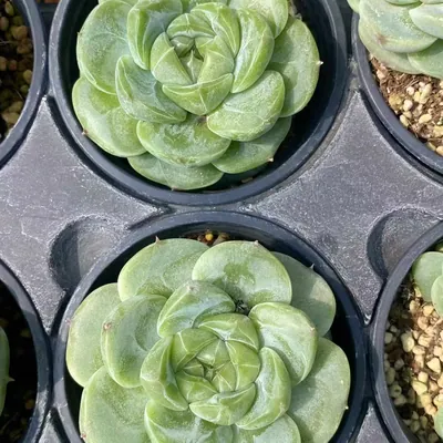 Echeveria Green Bodhi (绿菩提) succulent — wholesale bare-root export from Yunnan, China (4 of 5)