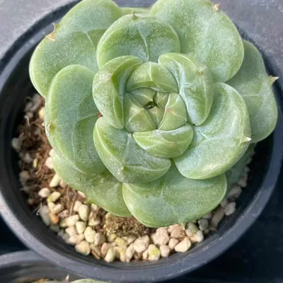 Echeveria Green Bodhi (绿菩提) succulent — wholesale bare-root export from Yunnan, China (2 of 5)