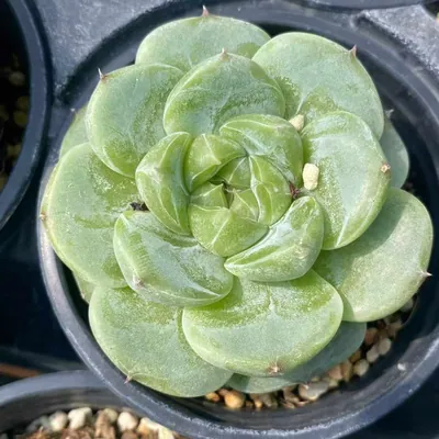 Echeveria Green Bodhi (绿菩提) succulent — wholesale bare-root export from Yunnan, China (3 of 5)