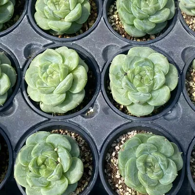 Echeveria Green Bodhi (绿菩提) succulent — wholesale bare-root export from Yunnan, China (5 of 5)