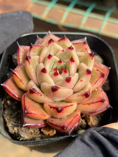 Echeveria Haiku Hybrid (海库杂) succulent — wholesale bare-root export from Yunnan, China (3 of 5)