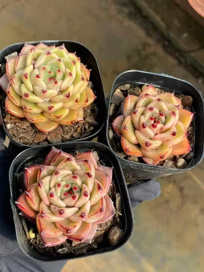 Echeveria Haiku Hybrid (海库杂) succulent — wholesale bare-root export from Yunnan, China (2 of 5)