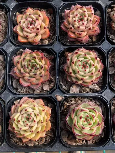 Echeveria Haiku Hybrid (海库杂) succulent — wholesale bare-root export from Yunnan, China (5 of 5)