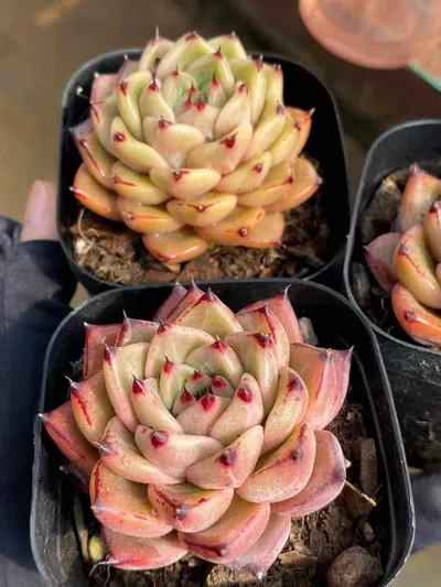 Echeveria Haiku Hybrid (海库杂) succulent — wholesale bare-root export from Yunnan, China (4 of 5)