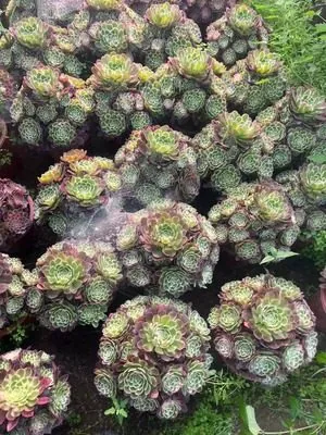 Aeonium Aeonium 'Half Sugar' succulent — wholesale export from Yunnan, China