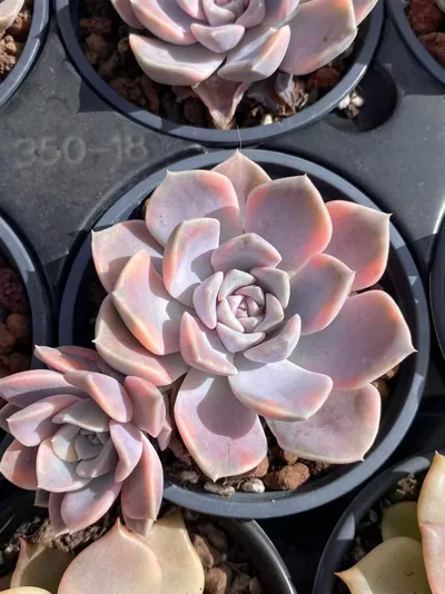Echeveria Hamburg Variegated succulent — wholesale export from Yunnan, China