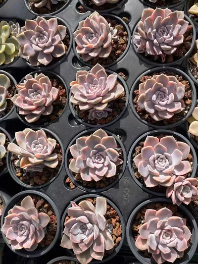 Echeveria Hamburg Variegated (汉堡锦) succulent — wholesale bare-root export from Yunnan, China (2 of 4)