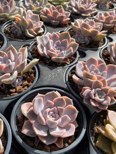 Echeveria Hamburg Variegated (汉堡锦) succulent — wholesale bare-root export from Yunnan, China (3 of 4)
